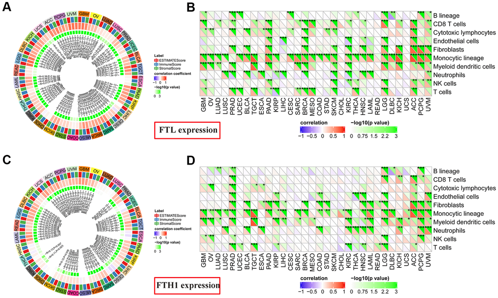 Correlations between FTL and FTH1 expression levels and immune cell infiltration determined using Estimate Immune Score and MCP-counter analyses. (A) FTL level was correlated positively with Immune Score in most cancers (28/32, 87.5%), with only READ, ESCA, COAD, and CHOL displaying no correlation. (B) MCP-counter analysis revealed positive associations between FTL expression and several cell subsets, of which the most 3 were monocytic lineage cells (26/32, 81.3%), CD8 T cell (15/32, 46.9%), and myeloid dendritic cells in (15/32, 46.9%). (C) FTH1 level was positively correlated with Immune Score in most cancers (22/32, 68.8%), negatively correlated in 1 (3.1%; CESC), and was not correlated in 9/32 (28.1%; KICH, LUAD, LUSC, UCEC, ESCA, MESO, CHOL, THCA, HNSC). (D) MCP-counter analysis revealed positive associations between FTH1 expression and several cell subsets, of which the most 3 were monocytic lineage cells (24/32, 75.0%), myeloid dendritic cells (17/32, 53.1%), and fibroblasts (16/32, 50.0%).