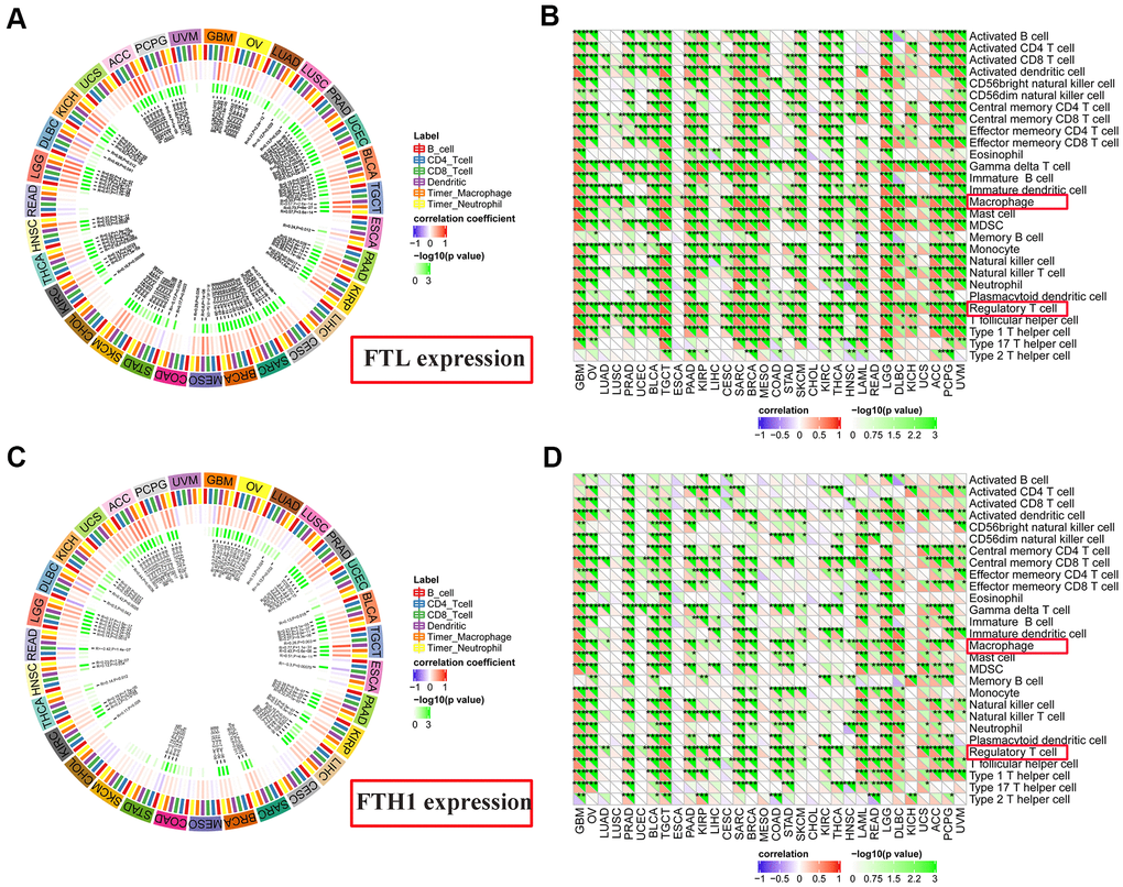 Correlations between FTL and FTH1 expressions and immune cell infiltration determined using TIMER and TIMINER analyses. (A) TIMER analysis of the association between FTL expression and B cells, CD4+ T cells, CD8+ T cells, dendritic cells, TAMs and neutrophils in 31 solid tumors. (B) TIMINER analysis of the positive association between FTL expression and 28 immune cell subtypes, of which the most 3 were gamma delta T cells (29/32, 90.6%), Tregs (28/32, 87.5%), and TAMs (28/32, 87.5%). (C) TIMER analysis of the association between FTH1 expression and B cells, CD4+ T cells, CD8+ T cells, dendritic cells, TAMs and neutrophils in 31 solid tumors. (D) TIMINER analysis of the positive association between FTH1 expression and 28 immune cell subtypes, of which the most 3 were Tregs (25/32, 78.1%), TAMs (24/32, 75.0%), and activated dendritic cells (24/32, 75.0%).