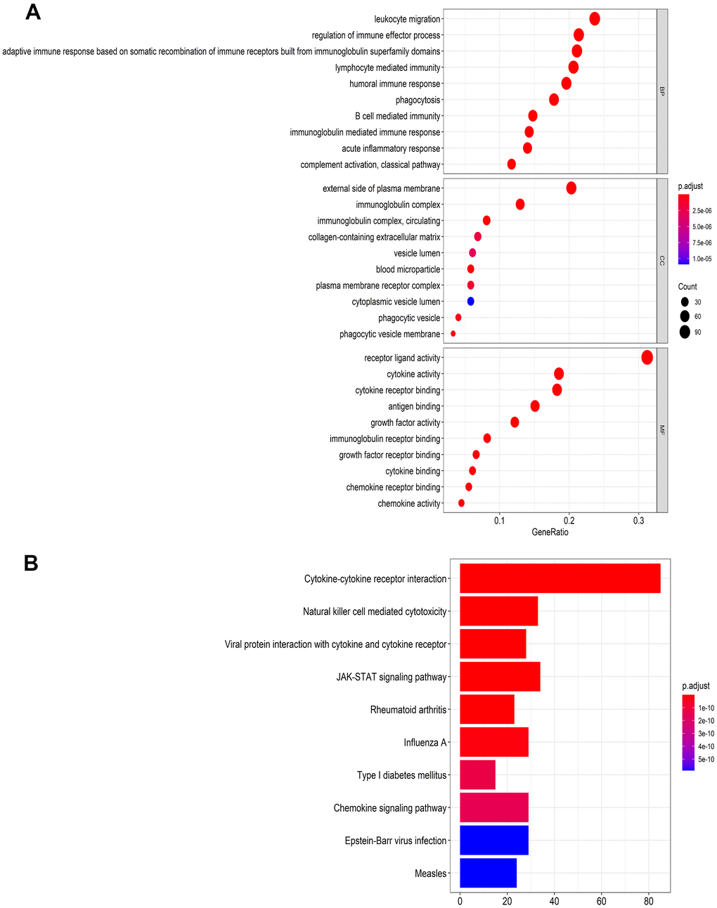 Functional enrichment analysis of differentially expressed IRGs. (A) The top 10 most significant categories as determined by Gene ontology analysis. The figure represents biological process (BP), cellular component (CC) and molecular function (MF) genes from top to bottom. (B) Kyoto Encyclopedia of Genes and Genomes (KEGG) pathways.