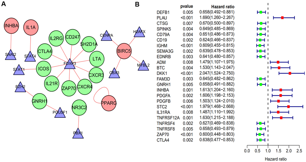 The regulatory network of TF and univariate cox analysis of differentially expressed IRGs and OS of HNSCC. (A) The regulatory network constructed based on prognosis-related IRGs and TFs. The red circle represents the high-risk IRGs and the green circular represents the low-risk IRGs. The triangle represents differentially expressed TFs. The red link line represents positive regulation, while there was no observed negative regulation. (B) A total of 24 differentially expressed IRGs found to be significantly associated with the OS of HNSCC patients (p-value 