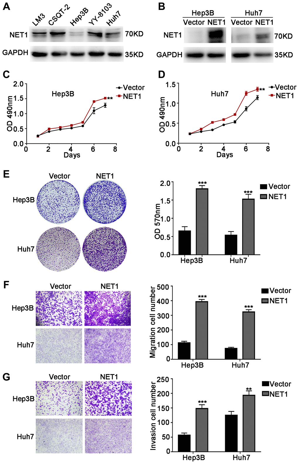 NET1 overexpression promotes HCC cell proliferation, migration and invasion in vitro. (A) Western blot analysis of NET1 expression in 5 HCC cell lines. (B) Western blot analysis of NET1 overexpression efficiency in HCC cell lines (Hep3B and Huh7). (C and D) MTT assays showing the effects of NET1 overexpression on the proliferation of Hep3B (C) and Huh7 (D) cells. (E) Crystal violet assays showing the effects of NET1 overexpression on the proliferation of Hep3B and Huh7 cells. Left panel: crystal violet assay. Right panel: OD values of crystal violet assays. (F and G) Transwell assays showing the effects of NET1 overexpression on the migration (F) and invasion (G) of Hep3B and Huh7 cells. Left panel: transwell assays. Right panel: calculation of cells that have migrated (F) or invaded (G) through the filter following eosin staining. All data are presented as mean ± SE. **P ***P 