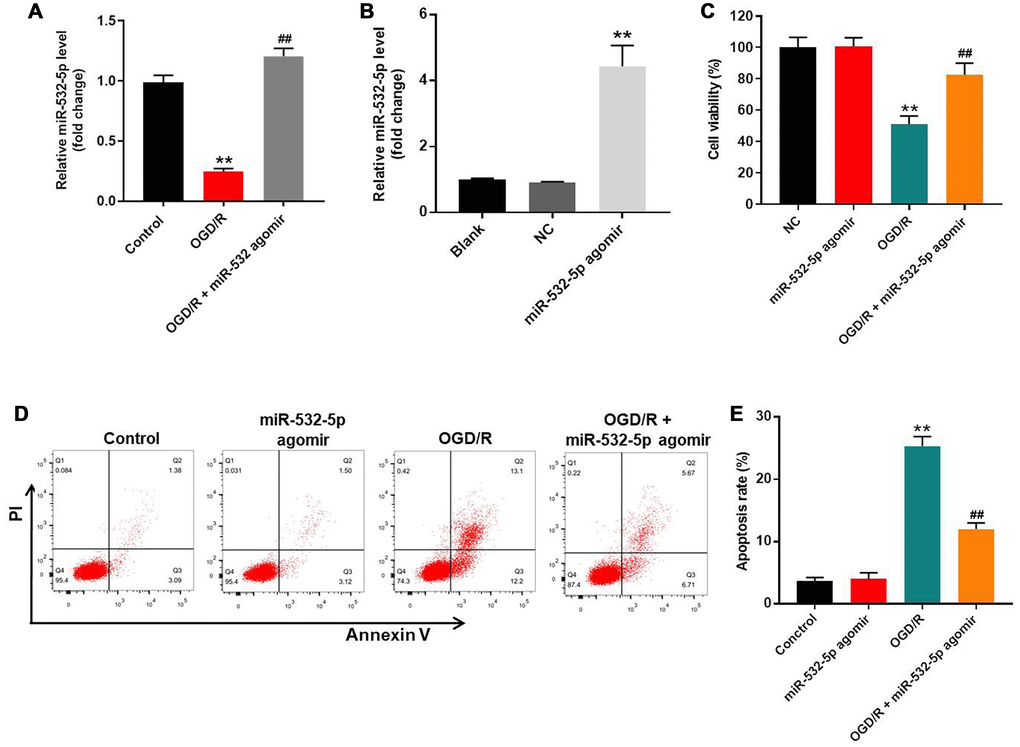 MiR-532-5p overexpression significantly reduces OGD/R-induced apoptosis in SH-SY5Y cells. (A) RT-qPCR analysis shows miR-532-5p levels in control and miR-532-5p agomir-transfected SH-SY5Y cells treated with or without OGD/R. (B) RT-qPCR analysis shows miR-532-5p levels in control and miR-532-5p agomir-transfected SH-SY5Y cells. (C) CCK-8 assay analysis shows the viability of control and miR-532-5p agomir-transfected SH-SY5Y cells treated with or without OGD/R. (D) Flow cytometry analysis of Annexin V plus propidium iodide (PI) stained control and miR-532-5p agomir-transfected SH-SY5Y cells treated with or without OGD/R. (E) Quantitative analysis of FACS data shows the percentage of apoptotic cells (Annexin-V+ PI+ plus Annexin-V+ PI+) in control and miR-532-5p agomir-transfected SH-SY5Y cells treated with or without OGD/R. **P ##P 