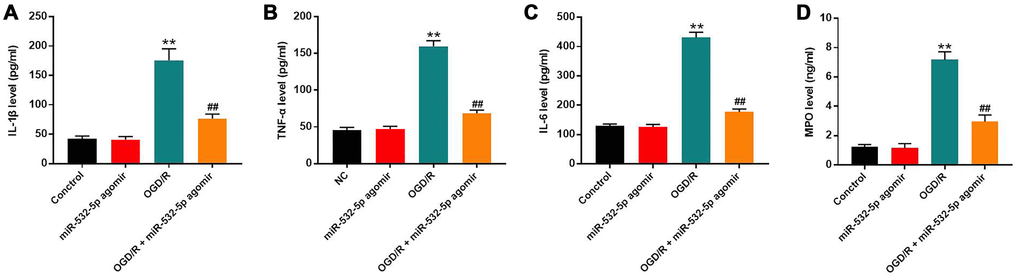 MiR-532-5p overexpression significantly inhibited OGD/R-induced inflammation in SH-SY5Y cells. (A–D) ELISA assay results show the levels of (A) IL-1β, (B) TNF-α, (C) IL-6, and (D) MPO in the supernatants of control and miR-532-5p agomir-transfected SH-SY5Y cells treated with or without OGD/R. **P ##P 