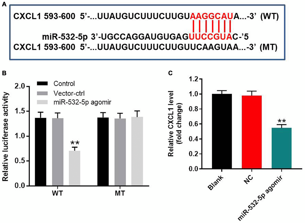 MiR-532-5p directly targets CXCL1. (A) A portion of the 3’UTR sequence of CXCL1 from nucleotides 593-600 represents the predicted target binding site for miR-532-5p. (B) Dual luciferase reporter assay results show the relative luciferase activity in SH-SY5Y cells co-transfected with miR-532-5p agomir and luciferase vector carrying wild-type (WT) or mutant (MT) CXCL1 3′-UTR. (C) RT-qPCR analysis shows the relative expression of CXCL1 in control and miR-532-5p agomir-transfected SH-SY5Y cells. **P 