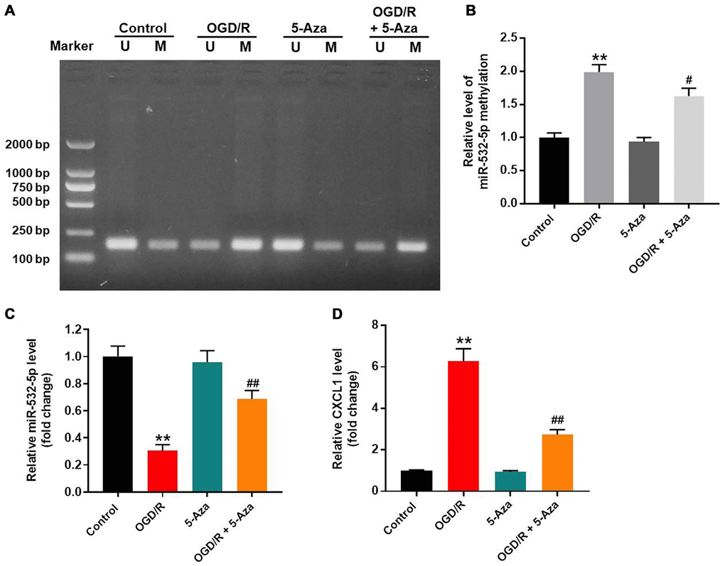 OGD/R treatment increased methylation of the miR-532-5p promoter. (A, B) Methylation-specific PCR (MSP) results show the methylation status of the CpG islands in the miR-532-5p promoter sequence in SH-SY5Y cells treated with OGD/R, 5-Aza or OGD/R + 5-Aza and untreated controls. ‘U’ refers to PCR with primers specific to unmethylated sequence and ‘M’ refers to PCR with primers specific to methylated sequence. (C) RT-qPCR analysis shows the relative expression levels of miR-532-5p in SH-SY5Y cells treated with OGD/R, 5-Aza or OGD/R + 5-Aza and untreated controls. (D) RT-qPCR analysis shows the relative expression levels of CXCL1 mRNA in SH-SY5Y cells treated with OGD/R, 5-Aza or OGD/R + 5-Aza compared to untreated controls. **P #P ##P 