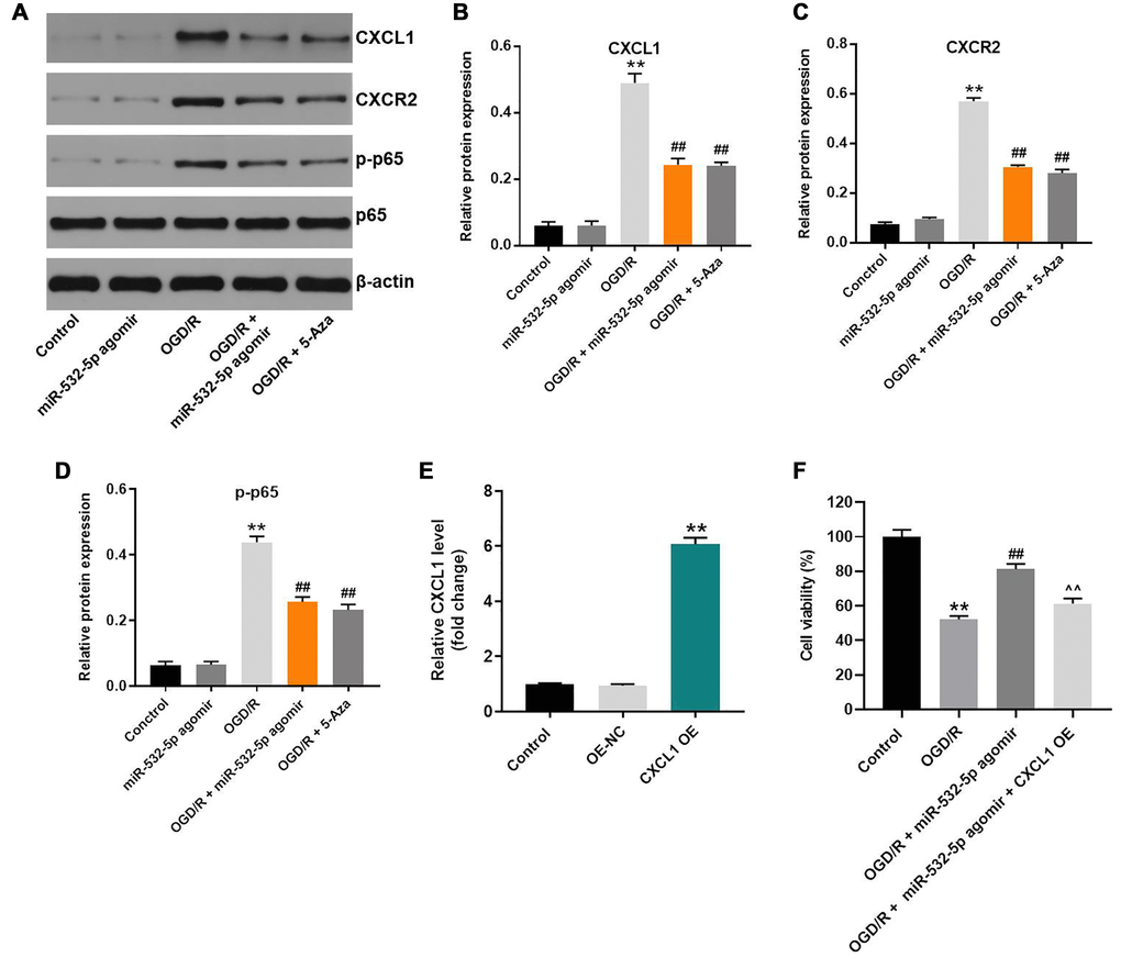 MiR-532-5p overexpression suppresses OGD/R-induced inflammation in SH-SY5Y cells via CXCL1/CXCR2/NF-κB axis. (A) Representative western blot shows the expression of CXCL1, CXCR2, p65 and p-p65 proteins in control or miR-532-5p agomir-transfected SH-SY5Y cells, treated with or without OGD/R. (B–C) The histogram plots show the expression levels of CXCL1 and CXCR2 proteins relative to β-actin protein levels in control or miR-532-5p agomir-transfected SH-SY5Y cells treated with or without OGD/R. (D) The histogram plot shows the levels of p-p65 relative to p65 levels in control or miR-532-5p agomir-transfected SH-SY5Y cells treated with or without OGD/R. (E) SH-SY5Y cells were transfected with NC or pcDNA3.1-CXCL1. The efficiency of cell transfection was detected by RT-qPCR. (F) The viability of SH-SY5Y cells was tested by CCK-8 assay. **P ##P ^^P 