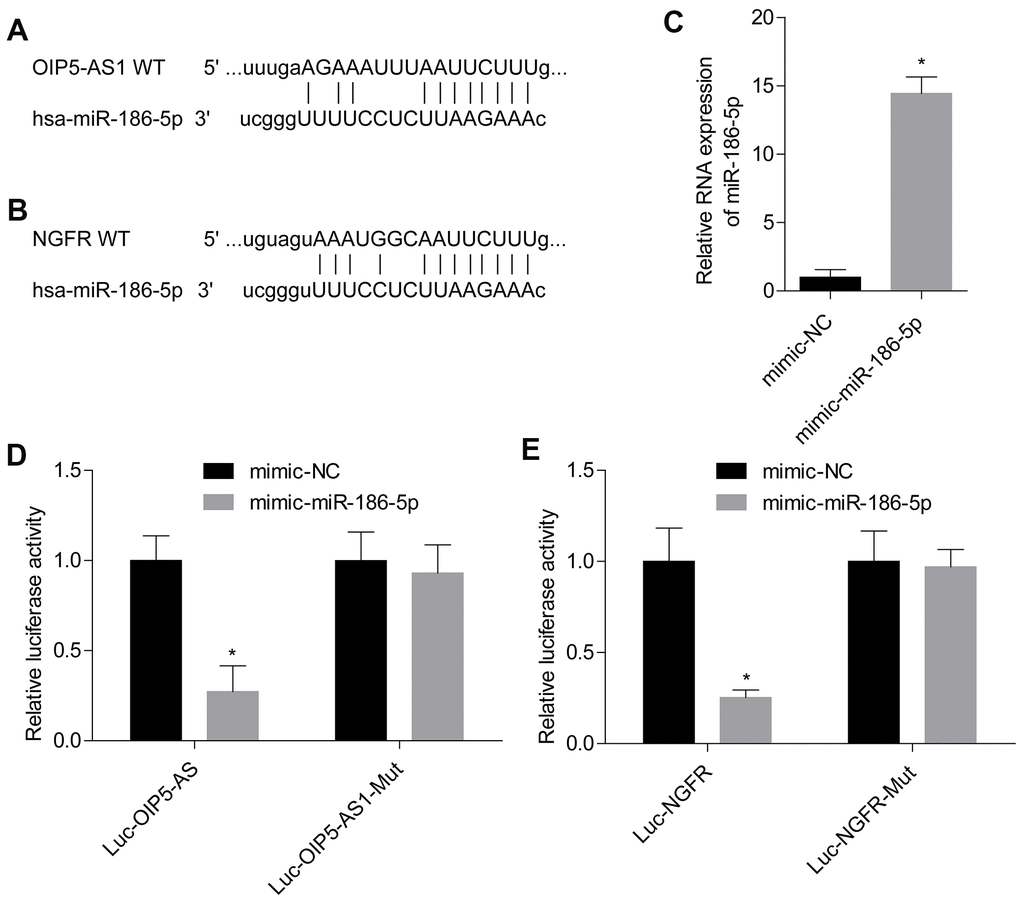 OIP5-AS1 directly targets miR-186-5p, and miR-186-5p directly targets NGFR. (A, B) Targeted binding site of OIP5-AS1/miR-186-5p and miR-186-5p/NGFR. (C) Level of miR-186-5p after transfection. (D, E) Results of the dual luciferase reporter assay. *P 