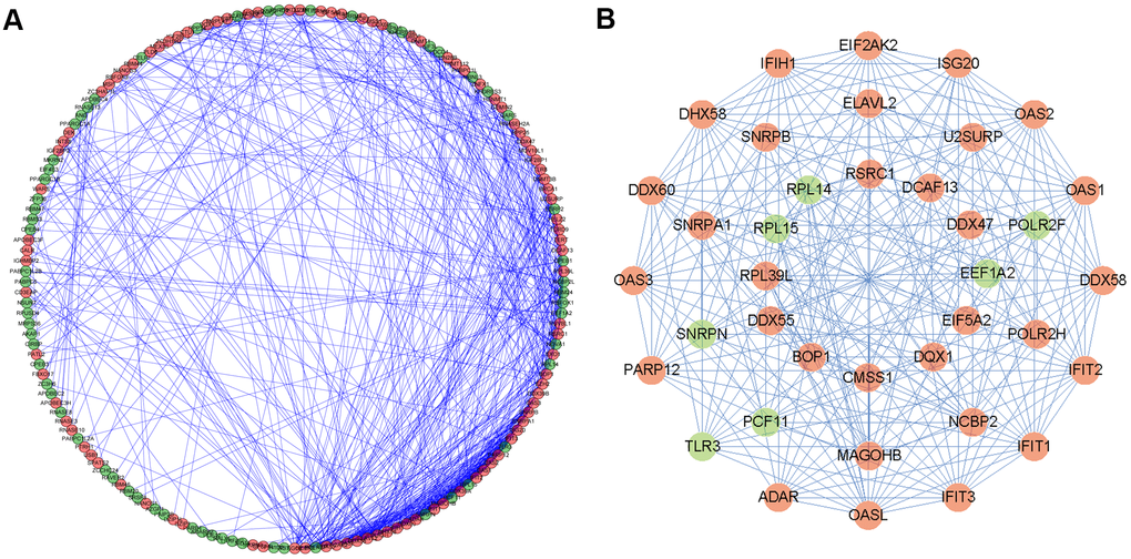 Protein-protein interaction (PPI) network and modules analysis. (A) PPI network of differentially expressed RBPs; (B) 3 critical modules from PPI network. The outer circle is critical module 1, the middle circle is critical module 2, and the inner circle is critical module 3. Red circles: up regulation RBPs; Green circles: down regulation RBPs.