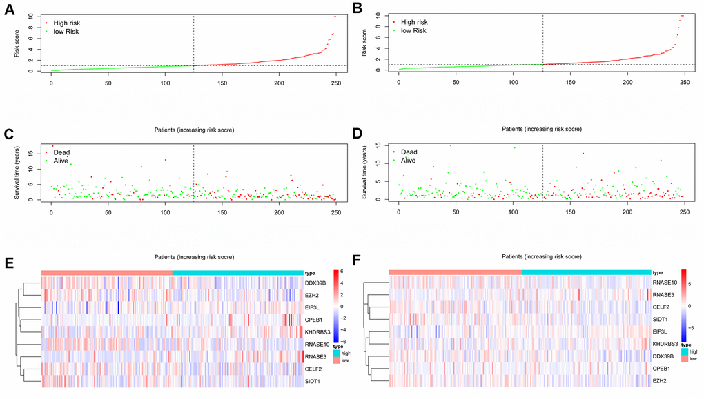 RBPs-related prognostic characteristics in patients with HNSCC. Risk score distribution of HNSCC patients with different risks in the training group (A) and testing group (B) (low, green; high, red). Dot plots showing the survival time and risk score in training group (C) and testing group (D). The heatmap of the 9 key genes expression profiles in the training group (E) and testing group (F) (low, blue; high, red).