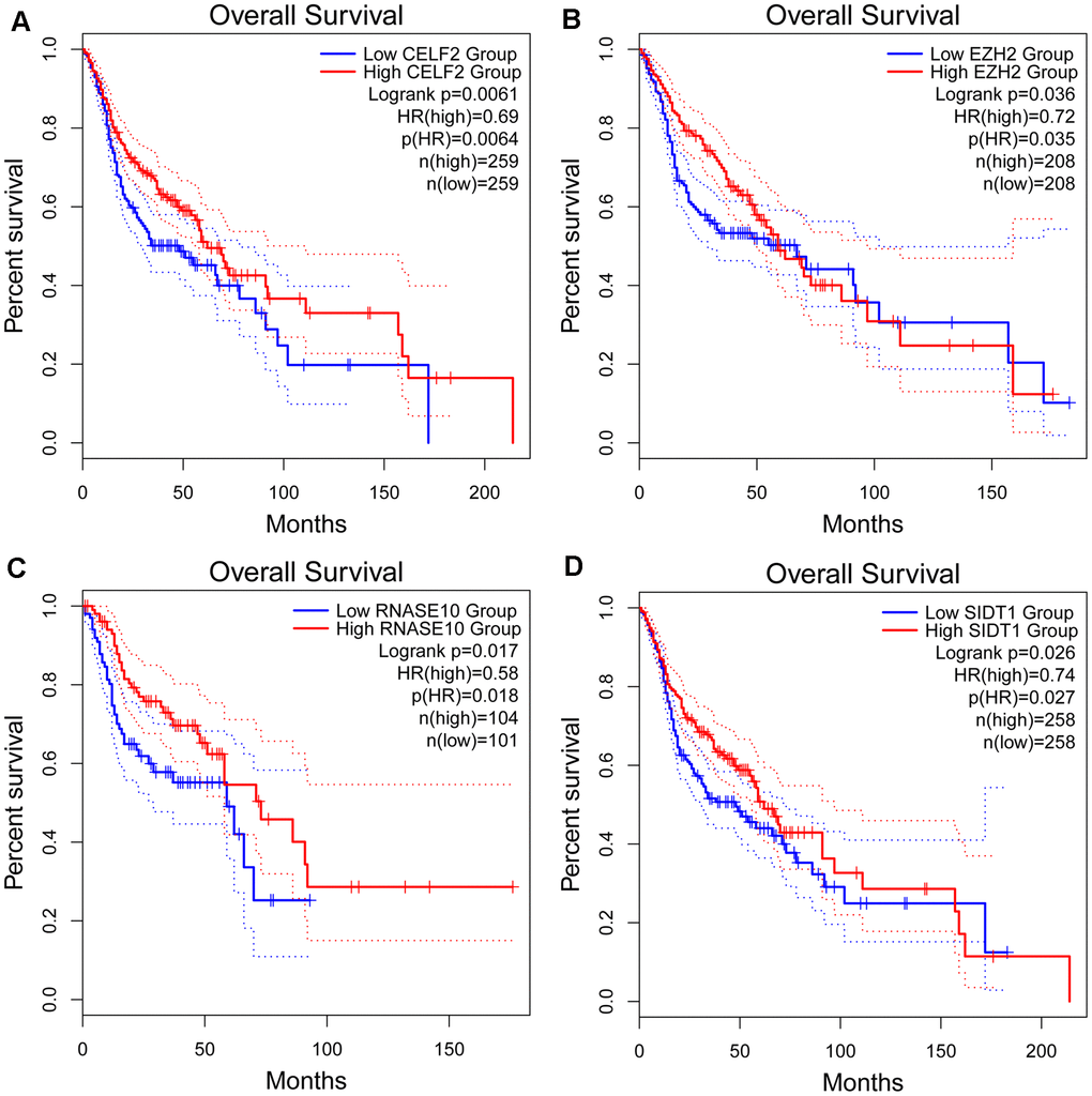 Kaplan-Meier analyses of ARGs in prognostic model. Kaplan-Meier analyses of (A) CELF2, (B) EZH2, (C) RNASE10 and (D) SIDT1. The statistical significance was determined by Log-rank test.