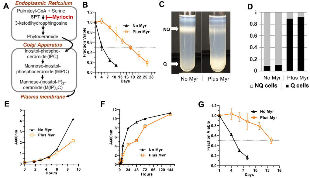 Effects of Myr on quiescence and lifespan. (A) Outline of the sphingolipid biosynthesis pathway in yeasts. (B) Myr treatment increases lifespan of BY4741 cells grown in 25 ml cultures. Statistical significance between drug-treated and untreated cells was determined by the Area Under Curve (AUC, 95% CI: 3.515-5.178 vs 14.77-18.05). Error bars: SEM. All data shown in this Figure were done with prototrophic BY4741 cells grown in SDC medium. (C) Representative density gradients showing the difference in the distribution of quiescent (Q) and non-quiescent (NQ) cells on day 3 of a lifespan assay in cultures without and with Myr treatment. (D) The number of cells in the Q and NQ bands from a density gradient were counted and plotted as a fraction of total cells. Data for two gradients with each condition (untreated and Myr-treated cells) are shown. (E) Myr treatment begins to slow growth around 4 h after cells are inoculated into 200 mls of medium. (F) Myr treatment slows growth initially, but by 144 h the cell density of treated and untreated cells is similar. (G) Lifespan assay of cells grown in 200 ml cultures (AUC, 95% CI: 3.561-4.072 vs 9.962-12.78).