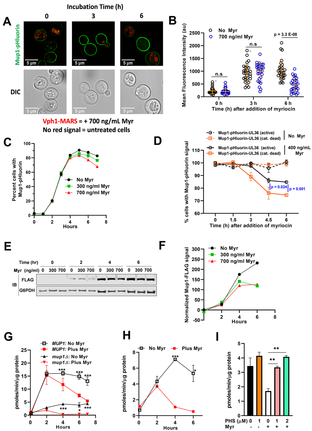 Myr treatment reduces Mup1 activity in the PM. (A) Cells expressing Mup1-pHluorin (NHY413) or Mup1-pHluorin and Vph1-MARS (NHY414) were grown for 20 h to stationary phase and then inoculated into methionine-deficient media in the presence (NHY414) or absence (NHY413) of 1.743 umol/L (700 ng/ml) Myr. Cells were mixed prior to visualization by fluorescence microscopy so that untreated and Myr-treated cells can be visualized side-by-side. (B) Quantification of Mup1-pHluorin microscopy signal shown in (A). Mean signal intensity of Mup1-pHluorin at the plasma membrane was measured for individual cells (n≥30) using ImageJ-Fiji. (C) Relative fluorescence intensity of Mup1-pHluorin in JMY1811 cells was determined over time in triplicate cultures by flow cytometry. Cells grown to stationary phase in SC medium lacking Met were washed, diluted into fresh medium, and 10,000 cells were analyzed at each sampling time point in cultures containing or lacking Myr. (D) Cells expressing Mup1-pHluorin-UL36 (NHY447) or Mup1-pHluorin-UL36 catalytic dead Vph1-MARS (NHY431) were grown to mid-log phase, mixed, and subcultured into methionine-deficient media with or without 0.996 μmol/L (400 ng/ml) Myr. Fluorescent cells were quantified in 5000 sampled cells over time using a flow cytometer. (E) Immunoblotting analysis of Mup1-FLAG in cells grown in SDC medium. G6PDH immunoblots (bottom panel) were used as a loading control for the blots. (F) Quantification of the anti-FLAG immunoblot signal shown in (E) using the relative fluorescence of G6PDH as a loading normalization. (G) The uptake rate of 12 μmol/L 3H-Met in JMY1811 and JMY305 (mup1∆) cells was measured on cells grown in the same way as described in panel (C). Statistical significance: MUP1:No Myr vs Plus Myr (AUC, 95% CI: 88.03-97.24 vs 56.89-80.86) and mup1:No Myr vs Plus Myr (AUC, 95% CI: 21.02-25.09 vs 5.593-6.345). (H) The uptake rate of 12 μmol/L 3H-Met was measured on JMY1811 cells grown in the same way as described in panel (E). Statistical significance: No Myr vs Plus Myr (AUC, 95% CI: 26.02-31.38 vs 10.67-11.38). (I) Supplementing culture medium with phytosphingosine (PHS) restores Met uptake in Myr-treated BY4741 cells. 3H-Met uptake was measured with a substrate concentration of 12 μmol/L in cells grown for 4 h in SDC medium with or without PHS and with or without Myr treatment.