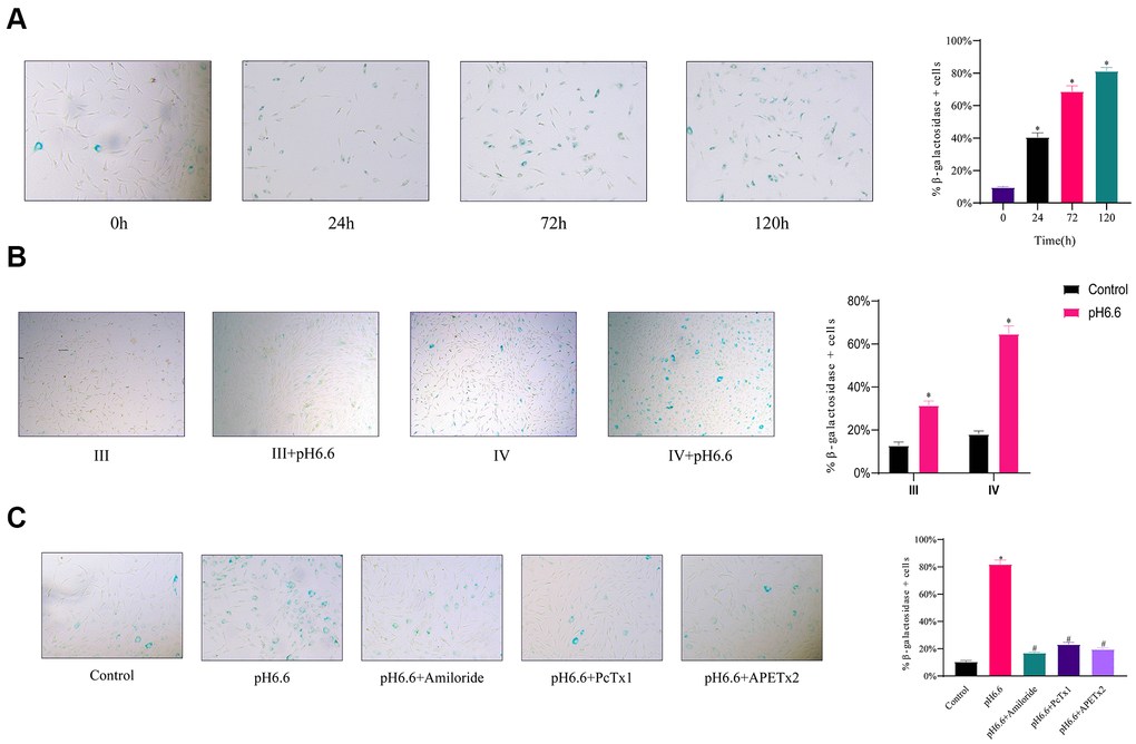 The induction of cellular senescence in human NP-MSCs exposed to acidic conditions can be reversed by ASICs inhibition. (A) Representative images (left) and the calculated percentage (right) of cultured Pfirrmann grade IV NP-MSCs undergoing senescence determined using SA-β-gal staining after exposure to acidic pH 6.6 conditions for 0, 24, 72 and 120 hours. n=3; data are mean ± SD, * P≤0.05 compared to 0 h group. (B) Comparative rates of senescence determined as per (A) in NP-MSCs derived from patients with Pfirrmann III and IV grades IVDD cultured under control or acidic pH conditions (pH 6.6) for 72 h. n=3; data are mean ± SD, * P≤0.05 compared to corresponding control group. (C) Effects of ASIC inhibitors on senescence induction in Pfirrmann grade II NP-MSCs cultured in control versus pH 6.6 for 120 h with or without treatment using Amiloride, PcTx1, APETx2 as indicated. The samples in (A) were from case 10, that in (B) of Pfirrmann III and IV group from case 7 and 11, respectively, and that in (C) from case 6. n=3; data are mean ±SD, * indicates P≤0.05 compared to control group; # indicates P≤0.05 compared to pH 6.6 group.