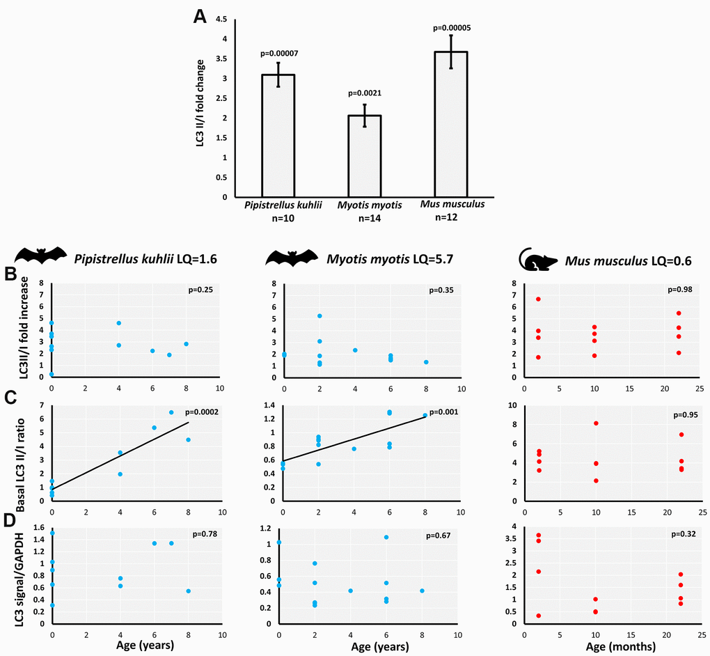 Basal and starvation-induced autophagy in skin-derived fibroblasts from P. kuhlii, M. myotis and M. musculus. (A) fold change of LC3 II/I ratio induced by serum withdrawal (p-values: two-tailed t-test; data represent mean ±SEM). Relationship between individual’s age and (B) starvation-induced LC3II/I fold change, (C) basal LC3 II/I ratio, (D) GAPDH normalized total LC3 signal. (B–D) Corresponding p-values indicate the significance of linear model and are indicated in the top right-hand corner of each plot. Models are plotted where significant. LQ – longevity quotient. Note that scales differ between species.