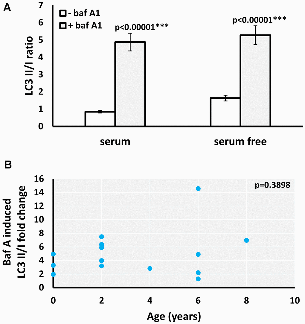 Effect of baf A1 autophagy block on basal and serum withdrawal-induced autophagic flux in M. myotis fibroblasts. (A) Basal and starvation-induced LC3II/I ratio in absence and presence of 100nM baf A1, data represent means ±SEM for n=14 individuals age 0 to 8. p-values (two-tailed t-test) indicate statistically significant effect of baf A1 treatment. (B) Relationship between individual’s age and baf A1 induced fold change of basal (serum present) LC3II/I ratio (p-value included in the top right-hand corner of the plot indicates that linear model is not significant).