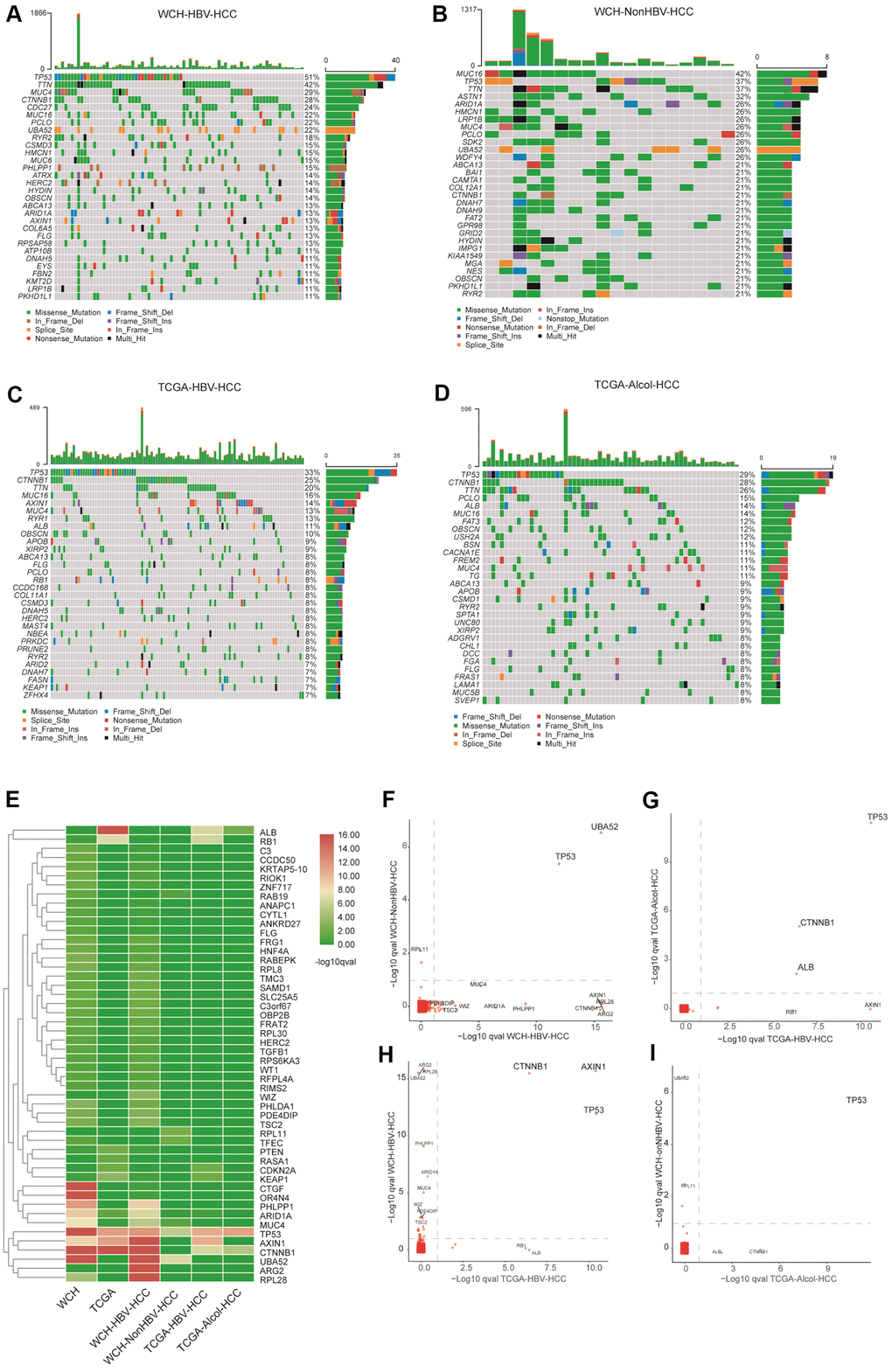 Gene mutations in the four groups. (A) The top 30 most commonly mutant genes in the WCH-HBV-HCC group. (B) The top 30 most commonly mutant genes in the WCH-NonHBV-HCC group. (C) TCGA-HBV- The top 30 most commonly mutant genes in the HCC group. (D) Top 30 most commonly mutant genes in the TCGA-Alcol-HCC group. (E) Hierarchical cluster analysis shows the q value of gene mutations in each group. The screening criteria of genes shown in Figure 2E is: q value F) Gene mutations in the WCH-HBV-HCC group and WCH-NonHBV-HCC group. (G) Gene mutations in the TCGA-Alcol-HCC group and TCGA-HBV-HCC group. (H) Gene mutations in the WCH-HBV-HCC group and TCGA-HBV-HCC group. (I) Gene mutations in the WCH-NonHBV-HCC group and TCGA-Alcol-HCC group. The q values for gene mutations are compared among different groups. Gene mutations with q values 