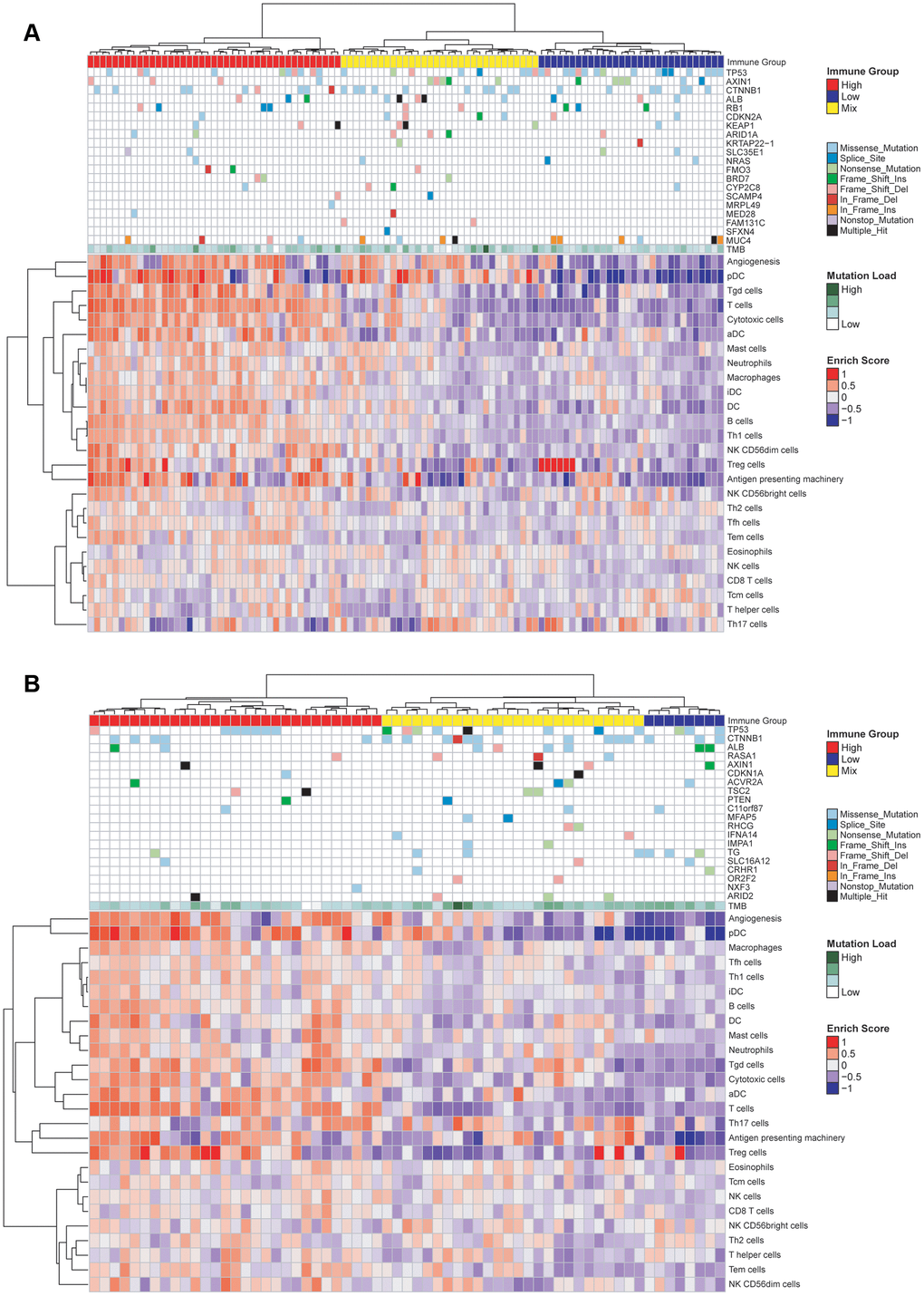 Characterization of immune infiltration and gene mutations in the TCGA-HBV-HCC and TCGA-Alcol-HCC groups. (A) Heat map shown the normalized GSVA score, tumor mutation burden (TMB) and the most common 20 mutation genes in the TCGA-HBV-HCC group. (B) Heat map shown the normalized GSVA score, TMB and the most common 20 mutation genes in the TCGA-Alcol-HCC group. Samples were labeled using 4 types of data: (1) Immune status (red, yellow, and blue for HIGH, MIX, and LOW); (2) Mutation burden for each sample (green); (3) The most commonly 20 mutated genes in each subtype. Mutation types including 9 types represented in different colors; (4) Enrichment score.