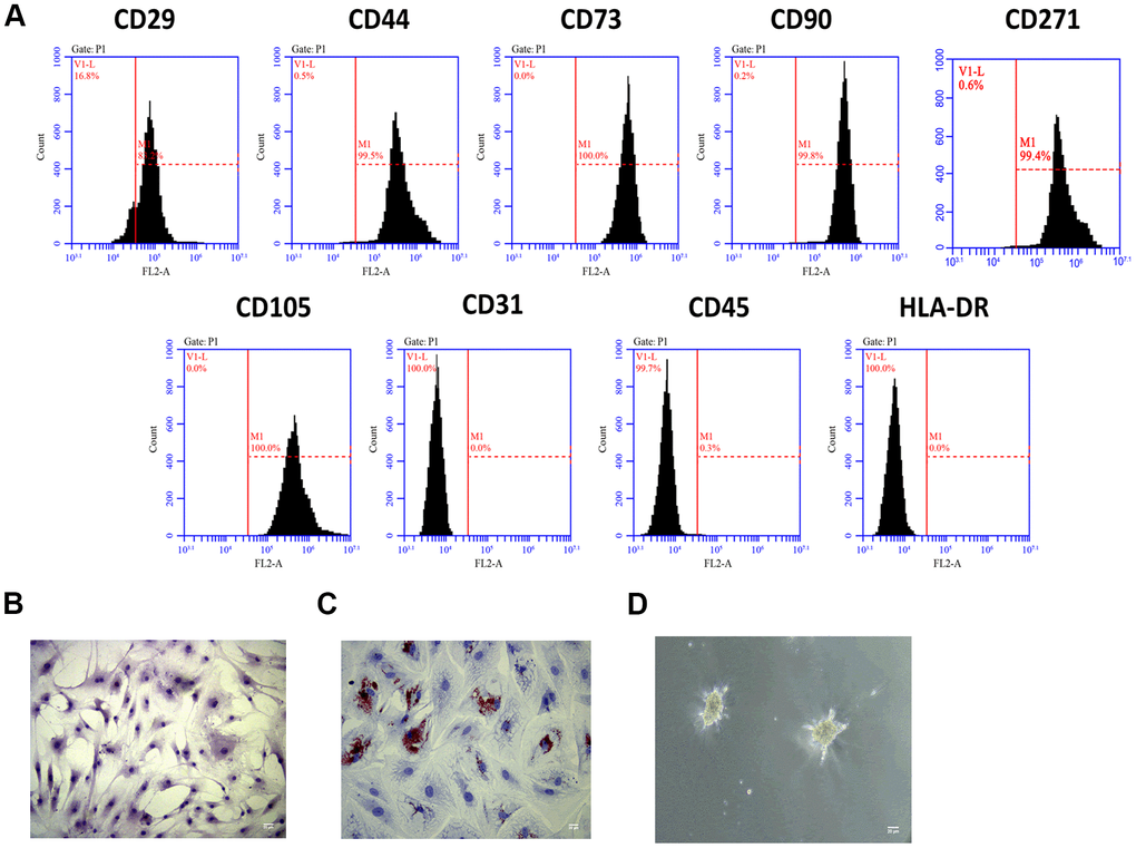 MSCs identification. (A) Detection of stem cell markers by flow cytometer. MSCs positively expressed CD29, CD44, CD73, CD90, CD271 and CD105, while negatively expressed CD31, CD45, and HLA-DR. (B) Morphology of MSCs under an inverted microscope. Scale bar: 20 μm. (C) Adipogenic differentiation of MSCs, as detected by oil red O staining. Scale bar: 20 μm. (D) Chondrogenesis differentiation of MSCs, as detected by Alcian Blue staining. Scale bar: 20 μm.