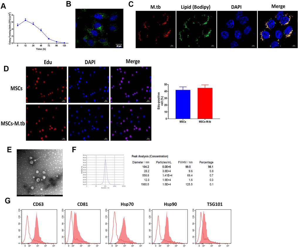 MSCs were infected with M.tb. (A) Colony forming units (CFU) of M.tb in MSCs. (B) MSCs were infected with M.tb for 72 hours, as imaged by confocal microscopy. Scale bars: 20 μm. Green color represents M.tb GFP. Blue color represents nuclei. (C) Bodipy 493/503 assay in MSCs infected with M.tb. Scale bars: 20 μm. Red color represents M.tb GFP. Green color represents neutral lipids. Blue color represents nuclei. (D) Edu assay in MSCs infected without or with M.tb. Scale bars: 20 μm. (E) Morphology of exosomes derived from M.tb infected MSCs, as imaged by TEM. Scale bars: 100 μm. (F) Concentration and diameter distribution of Exo-MSCs-M.tb, as detected by NTA. (G) Detection of exosomal markers CD63, CD81, Hsp70, Hsp90, and TSG101, as detected by flow cytometer.