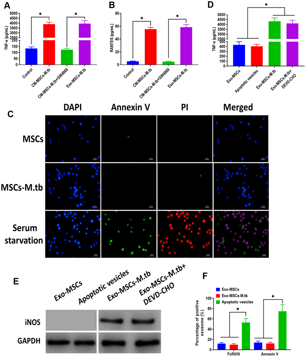 Exo-MSCs-M.tb induced pro-inflammatory response of macrophages. (A) TNF-α levels in macrophages treated with M.tb-infected MSCs-conditioned medium (CM-MSCs-M.tb), M.tb-infected MSCs-CM plus GW4869, and Exo-MSCs-M.tb (20μg). (B) RANTES-α levels in macrophages treated with M.tb-infected MSCs-CM, M.tb-infected MSCs-CM plus GW4869, and Exo-MSCs-M.tb (20μg). (C) Apoptotic level of macrophages treated with PBS (control), Exo-MSCs-M.tb (20μg), and serum-deprivation treatment. Macrophages were stained with DAPI (blue), annexin V (green), and PI (red). Scale bar: 20 μm. (D) TNF-α levels in macrophages treated with apoptotic vesicles, Exo-MSCs-M.tb (20μg), and Exo-MSCs-M.tb plus DEVD-CHO (caspase-3 inhibitor), as detected by ELISA assay 24 hours after exosome treatment. (E) iNOS levels in macrophages treated with apoptotic vesicles, Exo-MSCs-M.tb (20μg), and Exo-MSCs-M.tb plus DEVD-CHO (caspase-3 inhibitor), as detected by western blotting assay. (F) Annexin V and FcRII/III levels in exosomes derived from MSCs or M.tb-infected MSCs, and apoptotic vesicles, as detected by flow cytometer. *p 