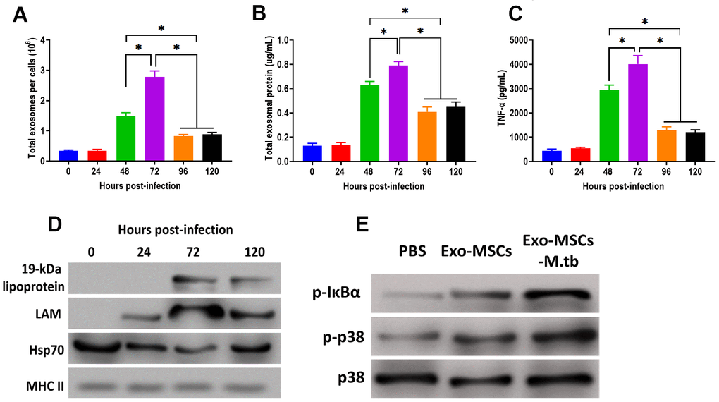 Pro-inflammatory response induced by Exo-MSCs-M.tb were time-dependent in macrophages. (A) The number of exosomes released from M.tb-infected MSCs at different time points post-injection. (B) Exosomal protein in M.tb-infected MSCs. at different time points post-injection. (C) TNF-α levels in macrophages treated with Exo-MSCs-M.tb (20μg) at different time points post-injection, as detected by ELISA assay 24 hours after exosome treatment. (D) The protein levels of 19-kDa lipoprotein, LAM, Hsp70, and MHC II in exosomes isolated from M.tb-infected MSCs at different time points post-injection, (E) The levels of phosphorylated IκBα or p38, and total p38 in macrophages treated with exosomes derived from MSCs or M.tb-infected MSCs, as detected by western blotting assay. *p 