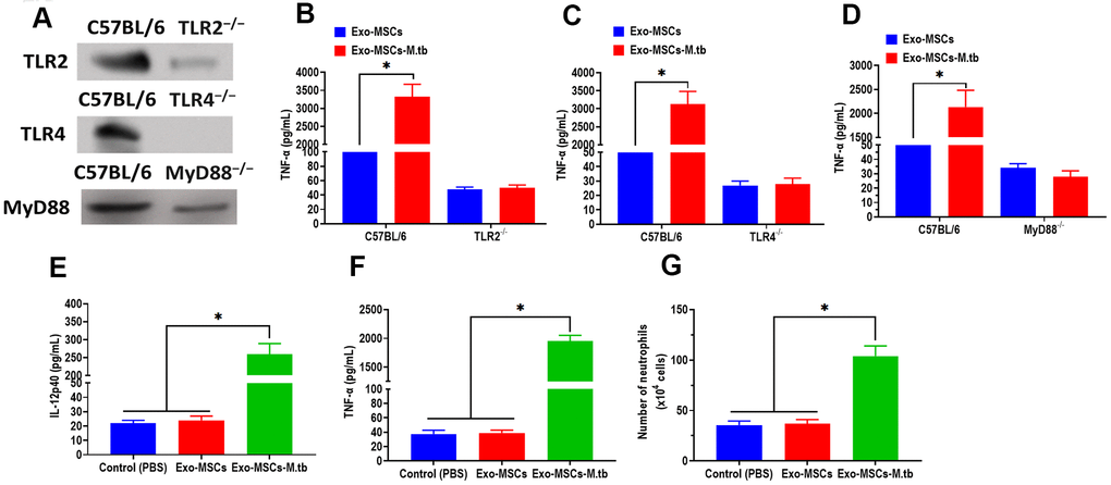 Exo-MSCs-M.tb induced pro-inflammatory response through TLRs. (A) The protein levels of TLR2, TLR4, and MyD88 in the lung of TLR2-/-, TLR4-/-, and MyD88 -/- mice, respectively. (B) TNF-α levels in the lung of TLR2-/- mice treated with Exo-MSCs-M.tb (20μg) (20μg), as detected by ELISA assay 24 hours after exosome treatment. (C) TNF-α levels in the lung of TLR4-/- mice treated with Exo-MSCs-M.tb (20μg), as detected by ELISA assay 24 hours after exosome treatment. (D) TNF-α levels in the lung of MyD88 -/- mice treated with control (PBS), Exo-MSCs (20μg), and Exo-MSCs-M.tb (20μg), as detected by ELISA assay 24 hours after exosome treatment. (E) IL-12 p40 levels in the lung of C57BL/6 mice treated control (PBS), Exo-MSCs (20μg), and Exo-MSCs-M.tb (20μg). (F) TNF-α levels in the lung of C57BL/6 mice treated with control (PBS), Exo-MSCs (20μg), and Exo-MSCs-M.tb (20μg). (G) Neutrophil infiltration of C57BL/6 mice treated with control (PBS), Exo-MSCs (20μg), and Exo-MSCs-M.tb (20μg). *p 