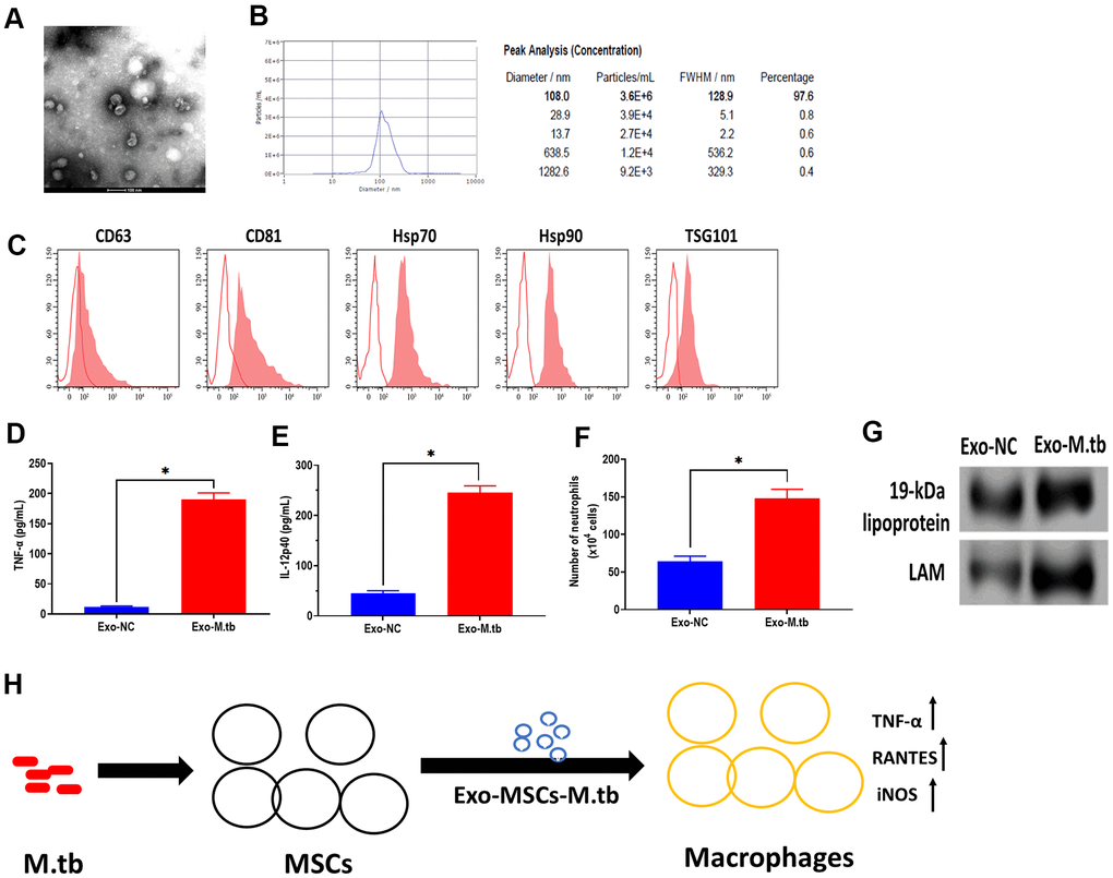 Exosomes isolated from C57BL/6 mice treated with Exo-MSCs-M.tb induced pro-inflammatory response in vitro. (A) Morphology of exosomes isolated from C57BL/6 mice treated with Exo-MSCs-M.tb, as imaged by TEM. Scale bars: 100 μm. (B) Concentration and diameter distribution of exosomes isolated from C57BL/6 mice treated with Exo-MSCs-M.tb, as detected by NTA. (C) Detection of exosomal markers CD63, CD81, Hsp70, Hsp90, and TSG101, as detected by flow cytometer. (D) TNF-α levels in the lung of C57BL/6 mice injected with BALF-derived exosomes (20μg) isolated from mice treated with Exo-MSCs-M.tb (Exo-M.tb) or mice treated with negative control PBS (Exo-NC). (E) IL-12p40 levels in the lung of C57BL/6 mice injected with BALF-derived exosomes (20μg) isolated from mice treated with Exo-MSCs-M.tb (Exo-M.tb) or mice treated with negative control PBS (Exo-NC). (F) Neutrophil infiltration of C57BL/6 mice injected with BALF-derived exosomes (20μg) isolated from mice treated with Exo-MSCs-M.tb (Exo-M.tb) or mice treated with negative control PBS (Exo-NC). (G) The protein levels of 19-kDa lipoprotein, LAM, Hsp70 in BALF-derived exosomes (20μg) isolated from mice treated with Exo-MSCs-M.tb (Exo-M.tb) or mice treated with negative control PBS (Exo-NC). (H) Graphic summary. *p 