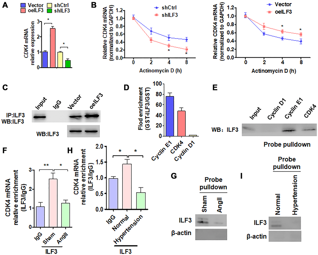 ILF3 inhibits VSMC senescence by binding and stabilizing CDK4 mRNA. (A) qRT-PCR detection of CDK4 mRNA expression in VSMCs transfected with ILF3-expressing vector (oeILF3) or shILF3 and their corresponding control. Data represent the means ± SEM of 3 independent experiments. *P B) VSMCs were transfected with shILF3 or oeILF3 and their corresponding control, and then exposed to actinomycin D for 0, 2, 4, and 8 h. CDK4 mRNA level was detected by qRT-PCR. *P C) VSMCs were transfected with oeILF3 or empty vector. ILF3 in the anti-ILF3 immunoprecipitates was measured by Western blotting with anti-ILF3 antibody. (D) GST pull-down of the indicated mRNAs with recombinant GST-ILF3 or GST from the lysates of VSMCs. The cyclin E1, CDK4 and cyclin D1mRNA on the beads was subjected to qRT-PCR detection. (E) The lysates of VSMCs were pulled down with cyclin D1, cyclin E1 or CDK4 3′ UTR probes, and ILF3 in the precipitates was detected by Western blot analysis. (F, H) RIP-PCR detected the CDK4 mRNA and ILF3 interaction in VSMCs treated with or without Ang II (F) or in artery tissues of hypertensive patients (H). *P **P G, I) Probe of CDK4 mRNA was used to detect ILF3 and CDK4 mRNA interaction in VSMCs treated with or without Ang II (G) or in artery tissues of hypertensive patients (I).