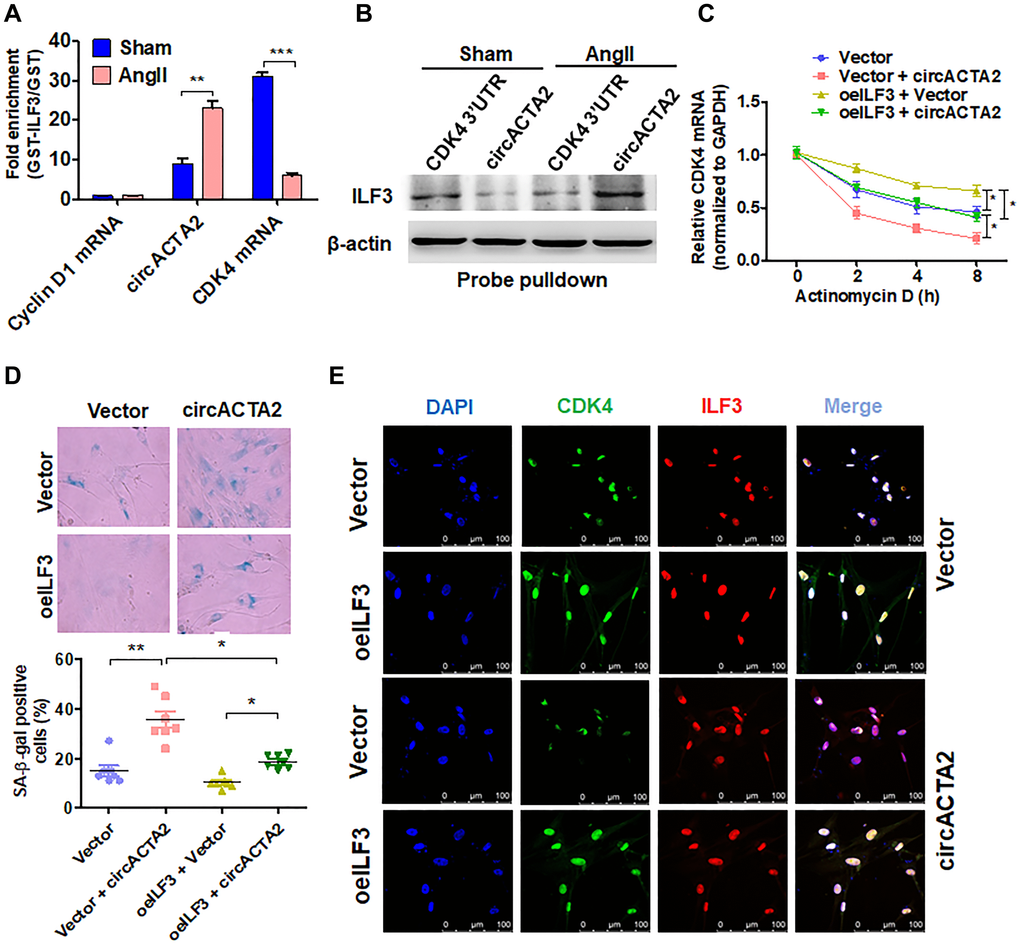 circACTA2 promotes VSMC senescence by competing with CDK4 mRNA to bind to ILF3. (A) circACTA2, cyclin D1 and CDK4 mRNAs were pulled down with recombinant GST-ILF3 from the lysates of VSMCs treated with or without Ang II for 3 days. The cyclin D1 and CDK4 mRNA as well as circACTA2 on the beads were subjected to qRT-PCR detection. **P ***P B) The lysates of VSMCs treated with or without Ang II were pulled down with CDK4 3′ UTR or circACTA2 probe, and ILF3 in the precipitates was detected by Western blot analysis. (C) VSMCs were transfected with circACTA2 and ILF3-expressing vector (oeILF3) either alone or together. Then cells were exposed to actinomycin D for 0, 2, 4, and 8 h. CDK4 mRNA level was detected by qRT-PCR. *P D) SA-β-gal activity in VSMCs transfected as in (C). The percentage of SA-β-gal positive cells (bottom) and representative pictures (top) are shown. Magnification × 400. *P **P E) VSMCs were transfected as in (C), and the expression of CDK4 and ILF3 was examined by immunofluorescence staining. Green, red, and blue staining indicates CDK4, ILF3, and the nuclei, respectively. Scale bar = 100 μm.