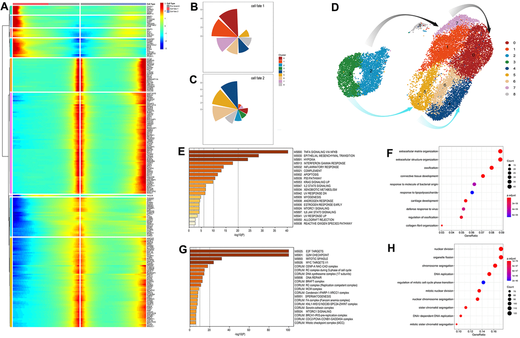 Identification and analysis of genes involve in the connected point in the pseudo-time trajectory (A) The expression patterns of the genes associated with cell fate at point 1. Cell fates depend on the up- or down-regulation of these genes. (B, C) The pie chart of the proportions of the distinct cell clusters in cell fate 1 and 2. (D) The exhibition of cell transformation along two defined pathways. The grey arrows indicate the response-to-inflammation path and the azure arrows indicate the atypical response-to-inflammation path. (E, F) Significant signaling pathways and biological processes identified by Gene set enrichment analysis (GSEA) and gene ontology (GO) analysis conducted on fate 1 (the response-to-inflammation path) associated genes. (G, H) Significant signaling pathways and biological processes identified by Gene set enrichment analysis (GSEA) and gene ontology (GO) analysis conducted on fate 2 (the atypical response-to-inflammation path) associated genes.