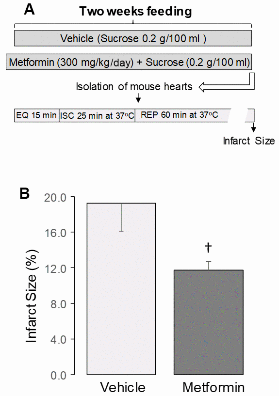 Administration of metformin decreased cardiac injury in aged mouse hearts. (A) Shows the experimental protocol. Metformin feeding was the same as in Figure 1. Isolated perfused hearts received no ex vivo treatment. The isolated mouse hearts underwent 25 min. global ischemia at 37° C and 60 min. reperfusion. Metformin treatment decreased the infarct size in aged 24 mo. hearts compared to vehicle (B), supporting that metformin treatment decreased cardiac injury in 24 mo. hearts following ischemia-reperfusion. Mean ± SEM. †p