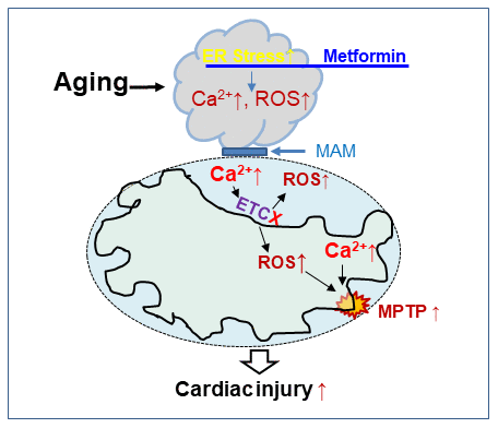 The chronic administration of metformin decreases endoplasmic reticulum stress with improvement in cardiac mitochondrial function in aged mouse hearts. Aging increases endoplasmic reticulum (ER) stress that causes mitochondrial dysfunction by increasing calcium overload and ROS generation. The ER and cardiac mitochondrial interact via mitochondrial associated membranes (MAM). An increase in mitochondrial calcium overload and ROS generation sensitizes to mitochondrial permeability transition pore (MPTP) opening that augments cardiac injury during ischemia-reperfusion. Metformin treatment decreases cardiac injury by restoring mitochondrial function before ischemia through attenuation of the ER stress in the aged hearts.