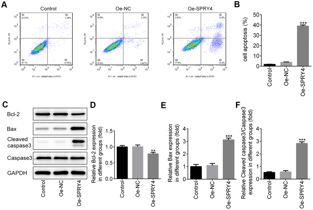 Effects of SPRY4 overexpression on CRC cell apoptosis. The overexpression plasmid of SPRY4 was constructed and transfected into SW480 cells. Then, cell apoptotic rate was analyzed using flow cytometry assay (A, B). Furthermore, the protein expressions of Bcl-2, Bax, Cleaved caspase-3 and caspase-3 were measured using western blotting (C–F). **, ***p