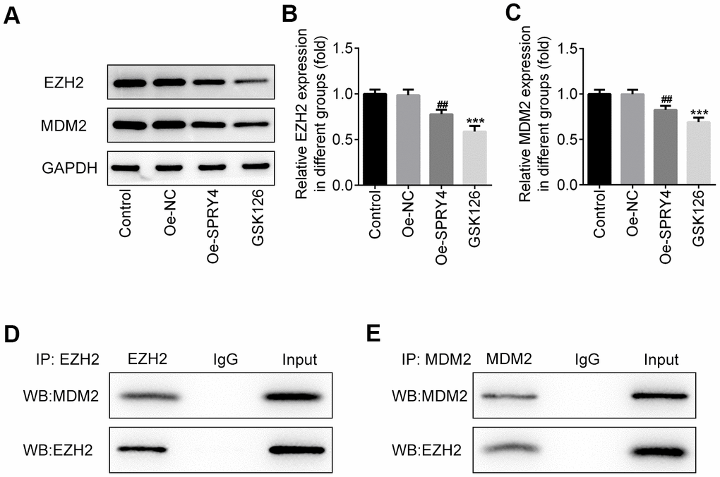 SPRY4 reduced the expression of EZH2 and MDM2. SW480 cells were transfected with overexpression plasmid of SPRY4 or co-treated with overexpression plasmid of SPRY4 and GSK126 (an EZH2 inhibitor). In each group, protein expressions of EZH2 and MDM2 were detected using western blotting (A–C). Immunoprecipitation assay, followed by western blotting, was used to evaluate the association between EZH2 and MDM2 (D, E). ***p