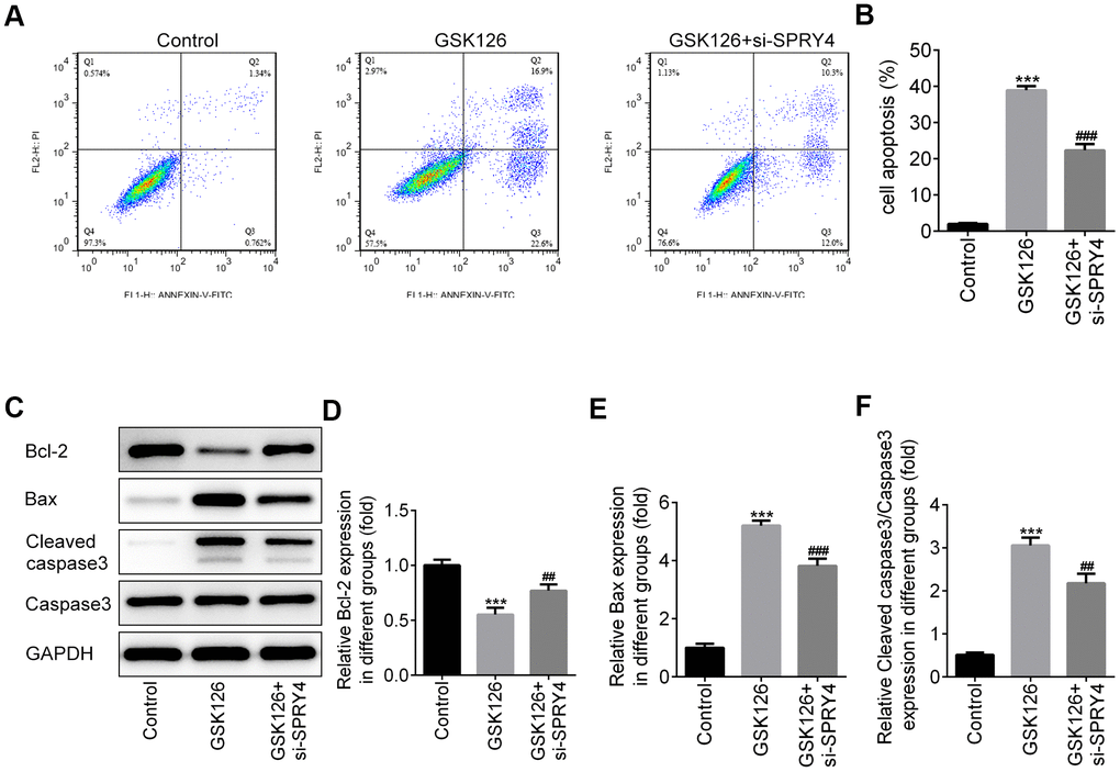 The function of SPRY4 silence on apoptosis in SW480 cells. SW480 cells were treated with GSK126 or co-treated with GSK126 and si-SPRY4. Cell apoptotic rate was analyzed using flow cytometry assay (A, B). Moreover, the protein expressions of Bcl-2, Bax, Cleaved caspase-3 and caspase-3 were measured using western blotting (C–F). ***p