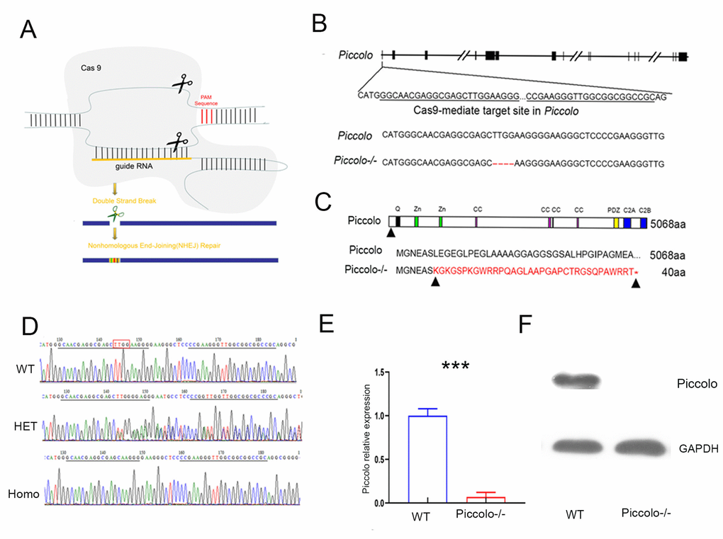 Generation of Piccolo-/- mouse. (A) Schematic diagram of the CRISPR/Cas9 knockout strategy. (B) Schematic illustration of Cas9-mediated targeting of the mouse Piccolo gene (sgRNA and PAM sequences are underlined) and comparison of Piccolo DNA sequences in wild type and Piccolo-/- (4 bp deletion) mice. (C) Schematic illustration of the frameshift mutation in Piccolo-/- mice. The altered amino acid sequence is marked in red. “*” indicates a premature stop codon. The translation of protein is terminated at the point of the arrow. Also shown are the Piccolo wild type protein sequence and domain organization. (D) Sequencing chromatograms of Piccolo in wild type (WT) mice, heterozygous (HET; Piccolo+/-) mice, and homozygous (Homo; Piccolo-/-) mice. The red box indicates the bases missing in the homozygous (Homo) Piccolo-/- mice. (E) Relative Piccolo expression in Piccolo-/- and WT mice as measured by Q-PCR. (F) Western blot analysis of Piccolo protein in the retina of Piccolo-/- and WT mice. GADPH was used as the loading control.