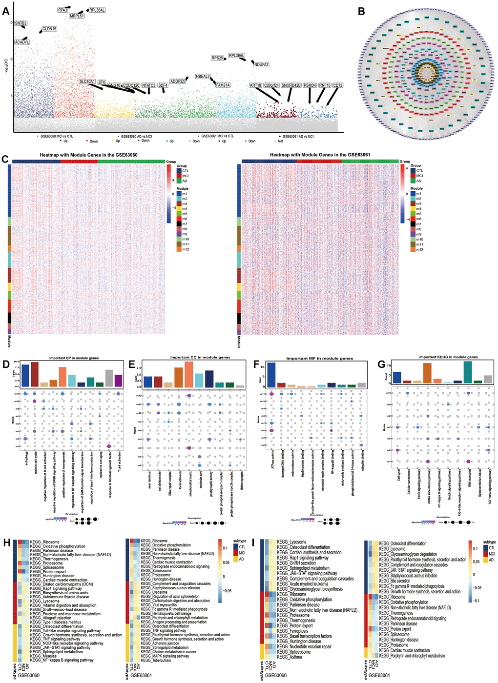 Molecular mechanism in the development of Alzheimer’s disease. (A) Differentially expressed genes between Alzheimer’s disease (AD) and mild cognitive impairment, and between mild cognitive impairment and the control. (B) The union of the two groups of the differentially expressed genes constitutes the PPI network. Each color represents a different module. (C) The expression heatmap of module genes in GSE63060 and GSE63061. The biological functions (D), cellular components (E) and molecular functions (F) of the modular genes. (G) The KEGG pathway of module genes. From control to mild cognitive impairment and then to AD, the signal pathway was continuously up-regulated (H) or down-regulated (I).