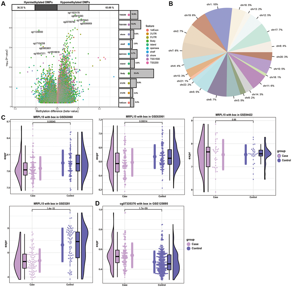 The analysis of DMPs in AD cases and controls. (A) Volcano plot of the top DMPs and position of methylation probes in relation to the gene. The percentages of hypermethylated and hypomethylated DMPs are displayed on top. (B) The proportion of methylation in different chromosomes. (C) Expression of MRPL15 in four datasets. (D) Methylation level of MRPL15.