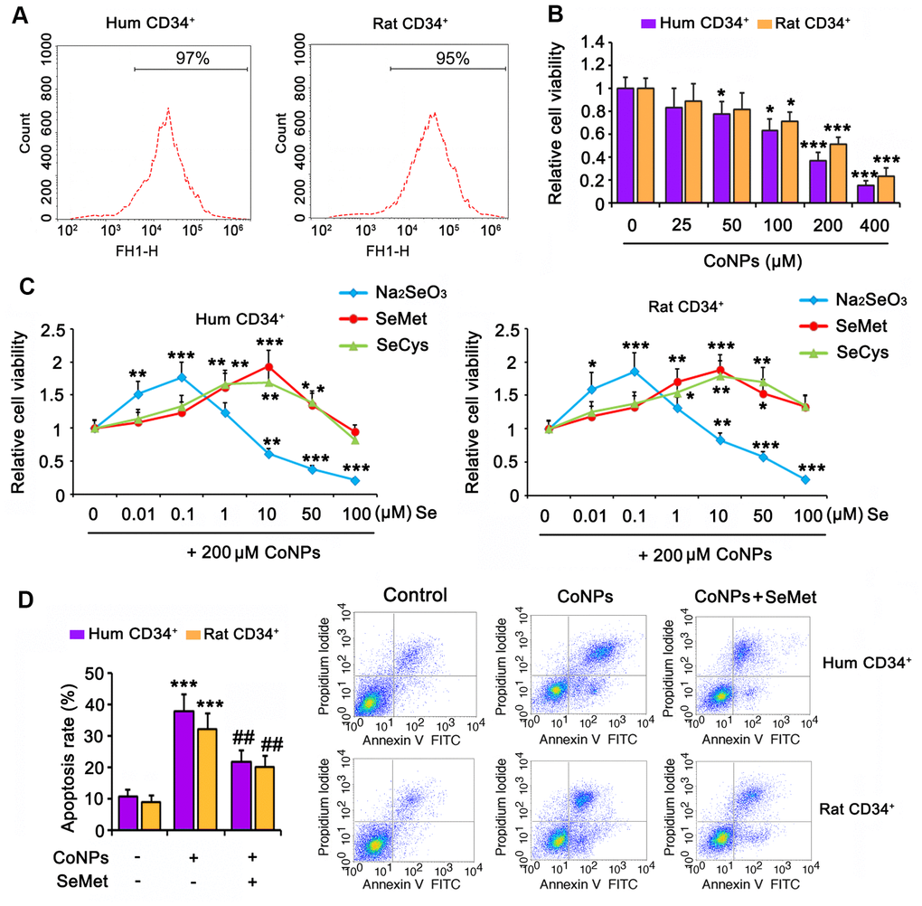 Se attenuated toxic effect of CoNPs on human and rat CD34+ HSC/HPCs. (A) Human and rat CD34+ HSC/HPCs were isolated from cord blood and bone marrow, respectively, through flow cytometry. (B) CD34+ HSC/HPCs were exposed to CoNPs at concentrations from 0 to 400 μM for 24 h, followed by MTT assay. (C) Different dosages of Na2SeO3, SeMet and SeCys were added to CD34+ HSC/HPCs 15 h before treatment with 200 μM CoNPs for additional 24 h. MTT assay was conducted to assess the cell viability. (D) CD34+ HSC/HPCs were treated with 10 μM SeMet for 15 h and then subjected to 200 μM CoNPs for 24 h. Flow cytometry was conducted to evaluate apoptosis rate. *p  0.05, **p  0.01, and ***p  0.001 vs. control cells that did no subjected to any treatments; ##p  0.01 vs. cells treated with CoNPs alone.