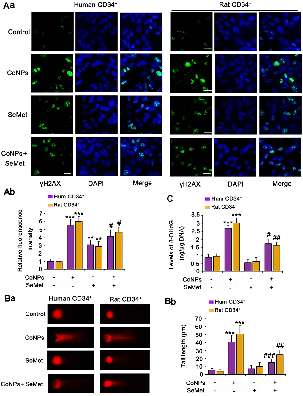 Both CoNPs and SeMet led to the activation of γH2AX, but SeMet did not cause DNA damage. CD34+ HSC/HPCs were treated with 10 μM SeMet and 200 μM CoNPs, alone or in combination. (A) The phosphorylation level of H2AX (γH2AX) was determined by IF analysis. DNA damage degree was evaluated by 8-OHdG level (B) and comet assay (C). ***p  0.001 vs. control cells that did no subjected to any treatments; #p  0.05, ##p  0.01 and ###p  0.001 vs. cells treated with CoNPs alone.