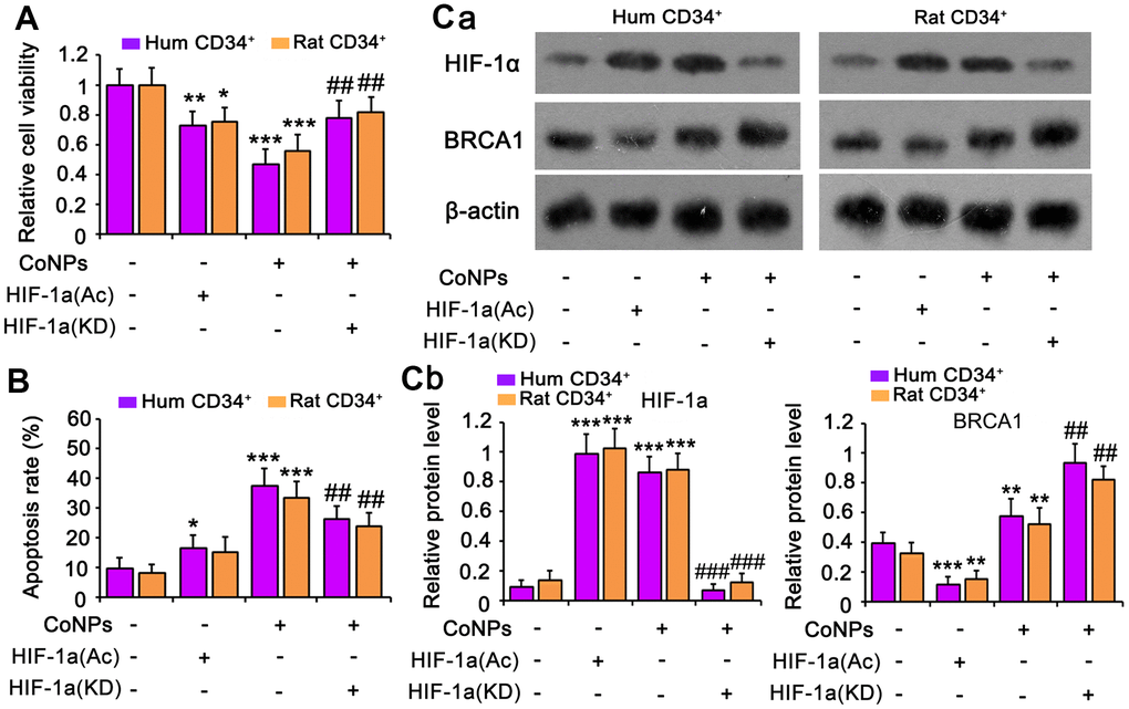 HIF-1α is implicated in the toxic effect of CoNPs in CD34+ HSC/HPCs. This study used an activator of HIF-1α (DMOG) to imitate the activation of HIF-1α by CoNPs. Furthermore, HIF-1α was knocked down to determine whether HIF-1α partially mediates the toxic effect of CoNPs. After these treatments, cells underwent cell viability (A) and apoptosis (B) and western blot assays (C). *p  0.05, **p  0.01 and ***p  0.001 vs. control cells that did no subjected to any treatments. ##p  0.01 and ###p  0.001 vs. cells treated with CoNPs alone.