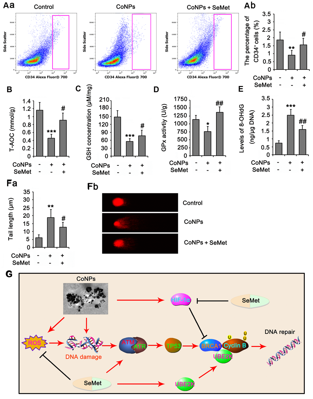 SeMet attenuated toxic effect of CoNPs on CD34+ HSC/HPCs in rat. Male SD rats were 6-8 weeks old and weighed approximate 800 g at the start of the experiments. CoNPs particles were suspended in a vehicle of 1:1 rat serum: phosphate buffered saline (PBS; Oxoid) by sonication and administered to rats. 50 μL CoNPs (1000 μg/kg BW)-containing vehicle was injected in the right hip joint. The rats were exposed to three injections of the particles at three week intervals. Sham treated rat received 15 ml of vehicle alone. In addition, rats received an oral dose of SeMet (2 mg SeMet/kg BW/day). All rats were sacrificed three weeks after final injection of CoNPs. Bone marrow was collected for analysis of CD34+ HSC/HPCs number by flow cytometry (A), for the measurements of biochemical parameters, including, T-AOC (B), GSH level (C), GPx activity (D) and 8-OHdG level (E), and for comet assay (F). (G) The mechanism diagram shows the mechanism by which SeMet attenuates toxic effect of CoNPs on CD34+ HSC/HPCs. *p  0.05, **p  0.01 and ***p  0.001 vs. control cells that did no subjected to any treatments. ##p  0.01 and ###p  0.001 vs. cells treated with CoNPs alone.