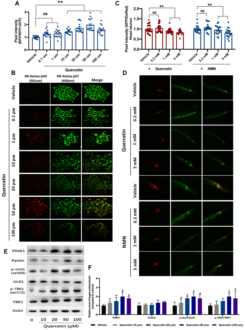 Quercetin induces the mitophagy ability in vitro and in vivo. (A) Evaluation of mitophagy in vehicle- and quercetin (0.1 1, 10, 20, 50 and 100 μM)-treated HeLa cells expressing mt-Keima. Ratios indicating relative levels of mitophagy were quantified. (B) Representative images of (A). (C) Transgenic animals expressing the mt-Rosella biosensor in neuronal cells were treated with quercetin and NMN. Relative levels of neuronal mitophagy are expressed as the ratio between pH-sensitive GFP fluorescence intensity and pH-insensitive DsRed fluorescence intensity (n = 35 nematodes per group). (D) Representative images of (C). (E, F) Changes of designated mitophagy proteins in Hela cells with or without quercetin treatment. Data are expressed as mean ± SEM. *P 
