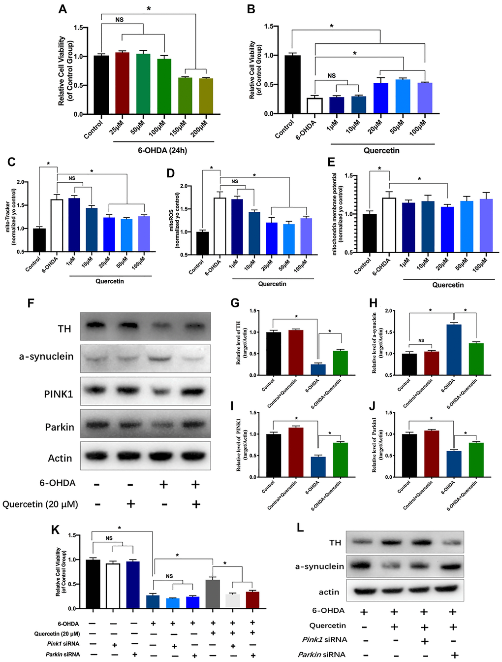 Neuroprotective effects of quercetin on neurotoxic-induced injury and mitochondria parameters in PC12 cells via PINK1 and Parkin mitophagy pathway. (A) Effects of different concentration of 6-OHDA on PC12 cells viability. (B) After pretreated with different concentration of quercetin (1, 10, 20, 50, 100 μM), the cells were incubated with 6-OHDA (150 μM) and different concentration of quercetin for 24 h. Cell viability assessed using the CCK8 assay. Data are expressed as mean ± SEM. n = 5–6 wells for each group. *P C), mitochondria ROS (D), and mitochondria membrane potential (E). (F) Changes of Tyrosine Hydroxylase (TH), a-synuclein and mitophagy proteins (PINK1 and Parkin) in HeLa cells with or without quercetin treatment. (G–J) Quantification of (F). (K) Cell viability assessed using the CCK8 assay with or without Pink1 and Parkin siRNA treatment. (L) The protein levels of TH and a-synuclein in different groups. Data are expressed as mean ± SEM. *P 