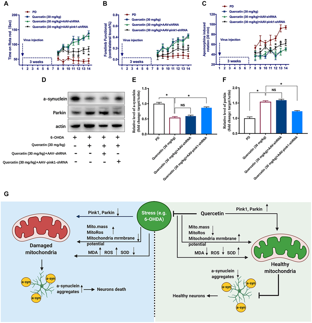 Pink1-mediated mitophagy pathway implicated in the function of quercetin in PD rats. In each group, rats were rated for rotarod test (A), forelimb function (B), and apomorphine induced contralateral rotation (C) (*P n = 6 for each group, two-way ANOVA test followed by Bonferroni’s post hoc test). (D) The protein levels of a-synuclein and Parkin in different groups (n = 6 for each group). (E) Quantification of the a-synuclein protein level in each group. (F) Quantification of the Parkin protein level in each group. (G) The working model and potential mechanism of quercetin in the 6-OHDA-lesioned PD models. Data are expressed as mean ± SEM. *P 