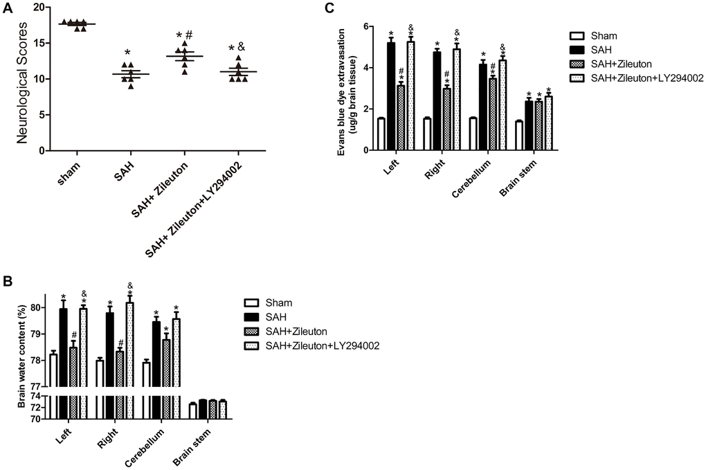 Zileuton improves neurological scores, BBB permeability and brain water content after SAH. (A–C) Effect of Zileuton with and without LY294002 on the indicated neurological functions (A); water content in the left and right cortical hemispheres (LH and RH, respectively), brain stem (BS) and cerebellum (CB) (B); and BBB permeability in the same brain regions, as indicated by Evans blue extravasation (C) (n = 6 in each group). *P &P #P 