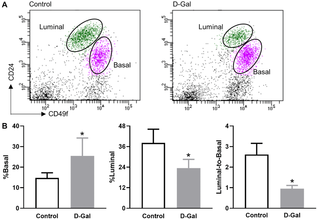 D-galactose alters mammary basal/luminal cell pools. (A) Representative flow cytometry analysis of mammary epithelial cells from control and D-galactose-treated mice. Basal cells express high levels of CD49f, and luminal cells express high levels of CD24; (B) Quantification of % basal cell, % luminal cell, and luminal-to-basal cell ratio in mammary epithelial cells isolated from control and D-galactose-treated mice (n = 5). Asterisks, significant difference between control and D-galactose (*P 