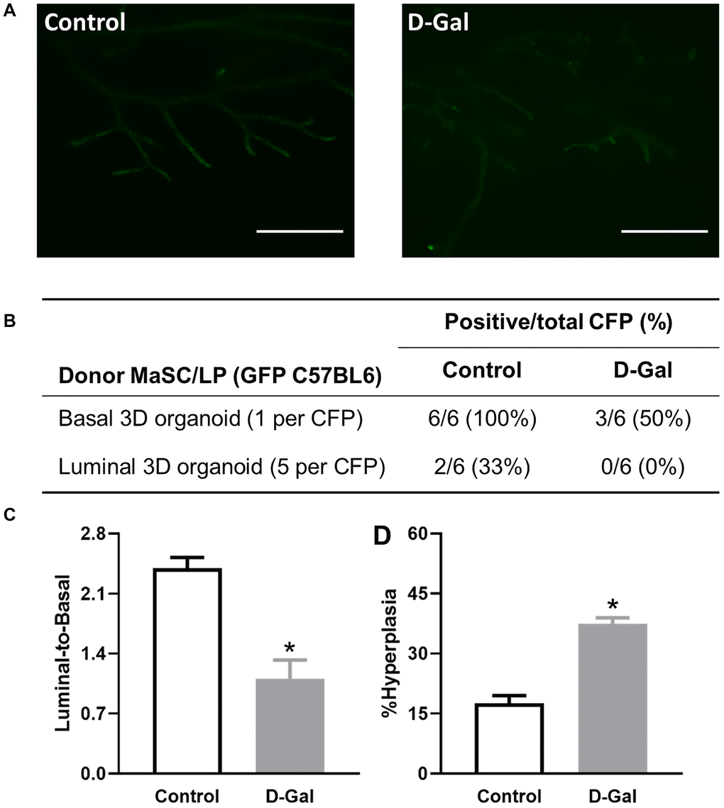 D-galactose alters mammary stem/progenitor cell function in vivo and increases hyperplasia in regenerated glands. (A) Regenerated glands from in vivo transplant of one basal 3D organoid from GFP mice with or without D-galactose treatment (scale bars, 1 mm); (B) Positive take of outgrowth from control or D-galactose-treated stem/progenitor cells in the cleared fat pad (CFP) transplant assay; (C) Luminal-to-basal cell ratio in mammary epithelial cells isolated from regenerated glands derived from control and D-galactose-treated GFP mice (n = 3–4); and (D) H&E histology analysis shows % hyperplasia in mammary ducts from regenerated glands derived from control and D-galactose-treated GFP mice (n = 3–6). Asterisks, significant difference between control and D-galactose (*P 