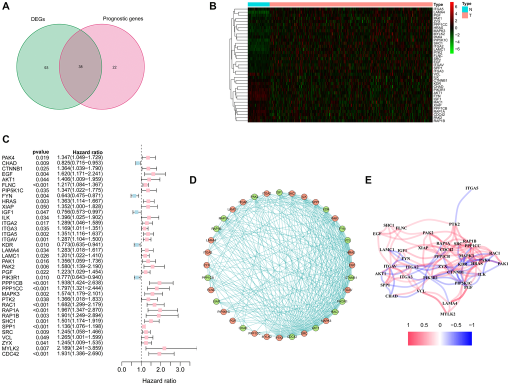 Identification of candidate focal adhesion related genes in the TCGA cohort. (A) Venn diagram to identify DEGs between HCC and adjacent normal tissues. (B) Expression of the 37 overlapping genes between HCC and adjacent normal tissues. (C) Forest plots showing the results of the univariate Cox regression analysis between the expression of 37 overlapping genes and overall survival. (D) The protein-protein interaction network indicated the interactions between the candidate genes. (E) The correlation network of candidate genes.