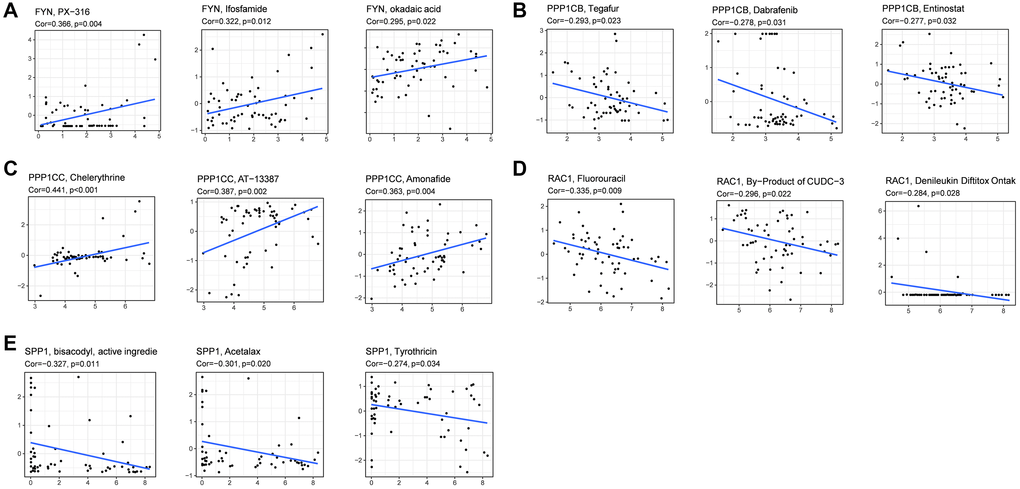 Scatter plots of the association between prognostic gene expression and drug sensitivity. (A) FYN. (B) PPP1CB. (C) PPP1CC. (D) RAC1. (E) SPP1.